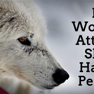 How Wolves Attract Shiny Happy People (Ep. 125)